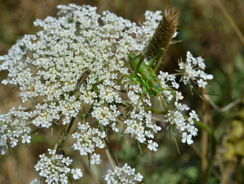 Ephippiger Ephippiger ? Uromenus sp.
